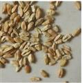 浮小麦 浮小麦净货 产地 山东省